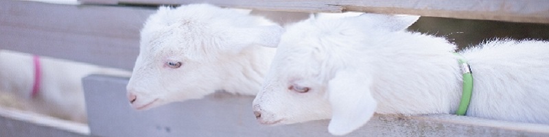 �R�R�i�b�c�y�f�h�����N�y�����y�f�z���T�C�g